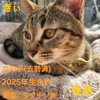 黄ぃ
