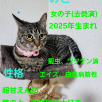 みどり
