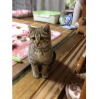 きり