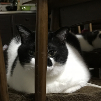 しどびしやび