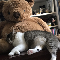 ハニー雷蔵