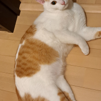 ポン太