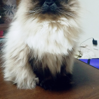 ヒマ