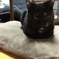 きなこ