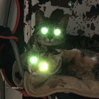 二人は…夜な夜な…変化する。