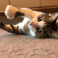はる