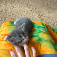 ヒナ