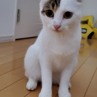 はにー