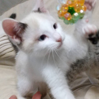 パール