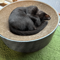 青(元シアンくん)