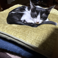 考え中(元ネイビーくん)