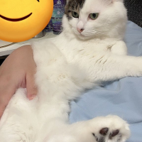 つゆ