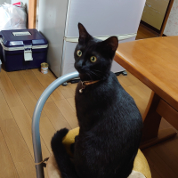 モモ