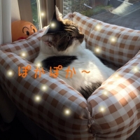 琵琶丸