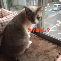 きなこ