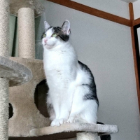 銀四郎