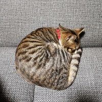 マメ