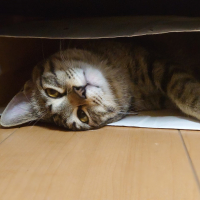 おつゆ