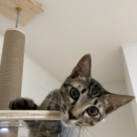 ナムル