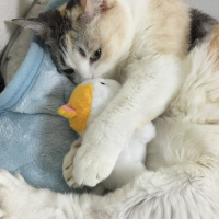 もこ