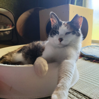 キラ