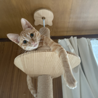 つくし