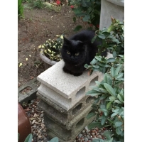 チビクロ