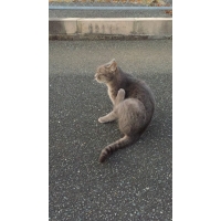 ミーコ