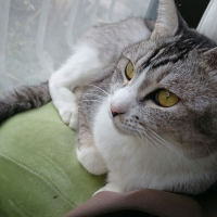 ふう