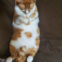 きなこ