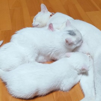 ミミ