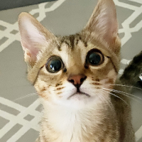 キキ