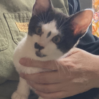 名前はまだない