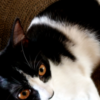 名前はまだない