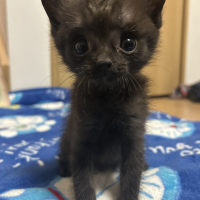 ぽんず