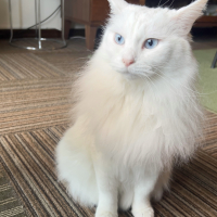 ふう