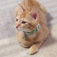 しお