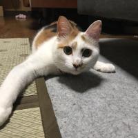 モモ