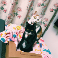 タビ