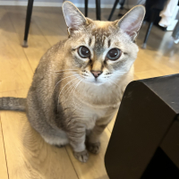 さくら