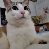 テト