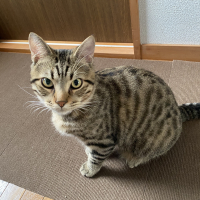 ヨモギ