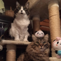 ウシちゃん　シマちゃん