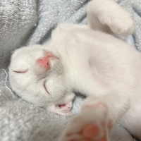 もち