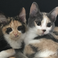 幸（さち）、福（ふく）