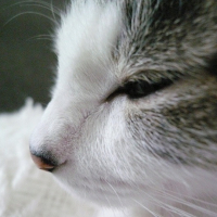 疾風（はやて）