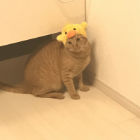まろん
