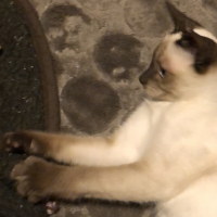 ミミ