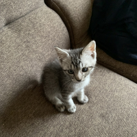 ぽんた