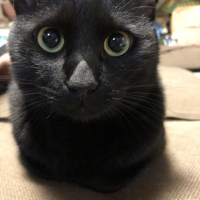 クロ